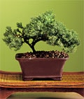 �zel ve etkilemek isteyenler i�in  bonsai bitkisi minyat�r a�a�