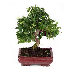 Bonsai k���k japon a�ac� i� mekan s�s bitkisi Ostim �i�ek�i firmas� �r�n�m�z  