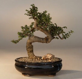 Bonsai k���k japon a�ac� i� mekan s�s bitkisi  Ankara ostim �i�ek�ilik firmas� �r�n�m�z  