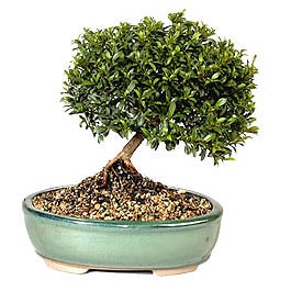 Bonsai k���k japon a�ac� i� mekan s�s bitkisi Ankara Sincan �i�ek�i firma �r�n�m�z  