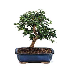 Bonsai k���k japon a�ac� i� mekan s�s bitkisi Ankara Urankent �i�ek�i firma �r�n�m�z  