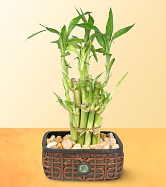 Ankara �i�ek sipari�i sitemizin g�rsel �r�n�  Lucky Bamboo �ans mele�i �i�e�i bambu �i�e�i